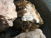 bees-foraging-for-water