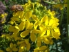 honey-bee-on-brassica-blossoms-2