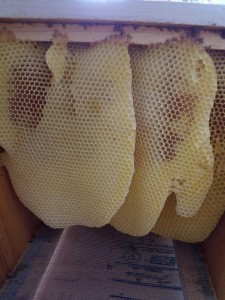 Cross-combing in an established top-bar hive. Each comb connects to multiple bars, making it impossible to lift the bars without ripping comb. Ugh. 