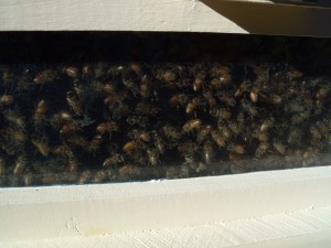 What fun, and how useful, to have an observation window through which to spy on the bees.