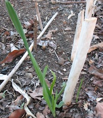 Leeks re-sprouting after a summer of rest.