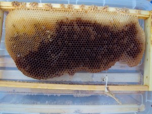The bees drew nice straight comb on this foundation-less frame (though it now shows signs of wax moth damage). The color of the comb gives clues as to what has been stored there. Dark comb, means brood was raised here. The light comb was used for honey storage.