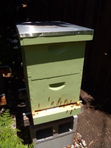 This Langstroth hive sports a telescoping cover.