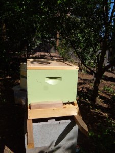 This hive has a wood block entrance reducer.