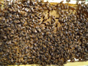 A frame almost entirely full of capped brood.