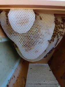 Inside this same top-bar hive, the bees have drawn comb from several of the bars. You can see the older, larger combs peeking out from behind. The comb in the foreground is not yet fully drawn.