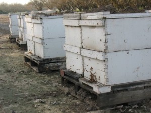 These hives, sitting on pallets and ready for their next move by forklift, have migratory covers.