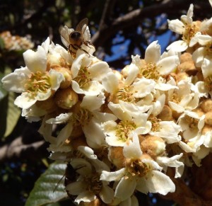 loquat and bee