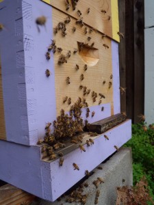 During a short break in the long-awaited rain today, we looked out the window and thought for moment this hive was about to swarm (yikes!!!). No swarms, but the bee traffic jam reminds us that our colonies' populations are ramping up.