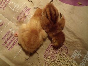 Then... Mavis, the Gold Sexlink, on the left and Matilda, the Rhode Island Red, on the right.