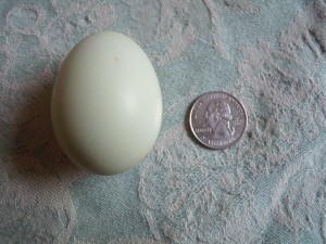 Fifi's first little green Ameraucana egg.
