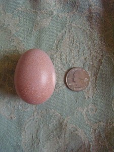 Bell's first egg.